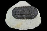 Bargain, Morocops Trilobite - Visible Eye Facets #120085-1
